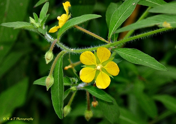 {Ludwigia leptocarpa}